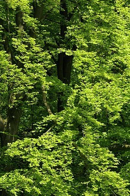 BUITEN BEELD Foto: 172683