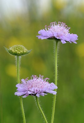 BUITEN BEELD Foto: 172689