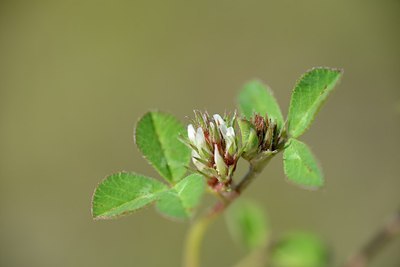 BUITEN BEELD Foto: 172692