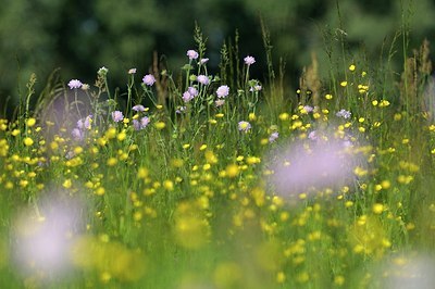 BUITEN BEELD Foto: 172701