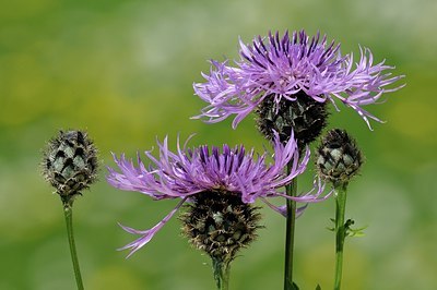 BUITEN BEELD Foto: 172712