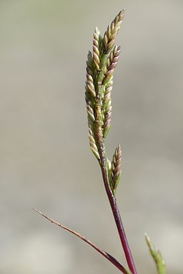 BUITEN BEELD Foto: 172731
