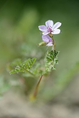 BUITEN BEELD Foto: 172734