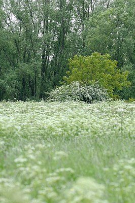 BUITEN BEELD Foto: 172747