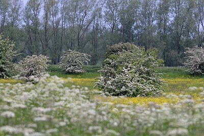 BUITEN BEELD Foto: 172754