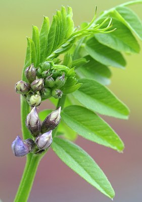 BUITEN BEELD Foto: 172757