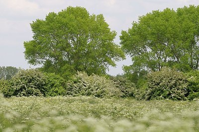 BUITEN BEELD Foto: 172771