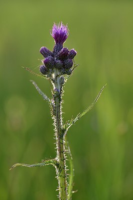 BUITEN BEELD Foto: 172775