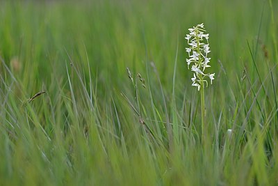 BUITEN BEELD Foto: 172781