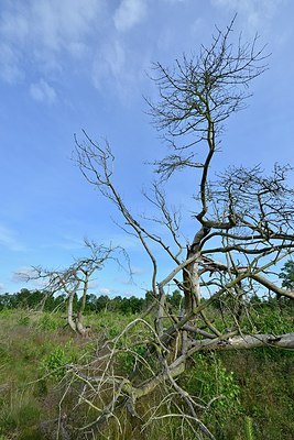 BUITEN BEELD Foto: 172784