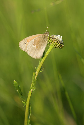 BUITEN BEELD Foto: 172807