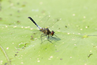 BUITEN BEELD Foto: 172822