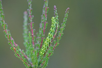 BUITEN BEELD Foto: 172847