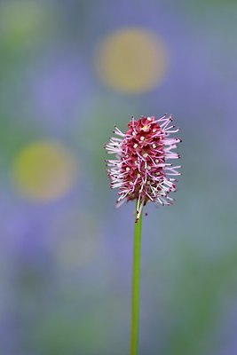 BUITEN BEELD Foto: 172852