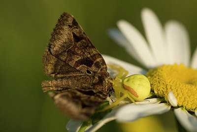 BUITEN BEELD Foto: 172876