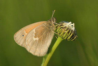 BUITEN BEELD Foto: 172878