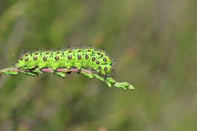 BUITEN BEELD Foto: 172885