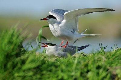 BUITEN BEELD Foto: 172939