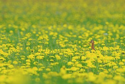 BUITEN BEELD Foto: 172944
