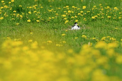 BUITEN BEELD Foto: 172945