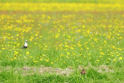 BUITEN BEELD Foto: 172948