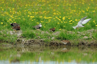 BUITEN BEELD Foto: 172950