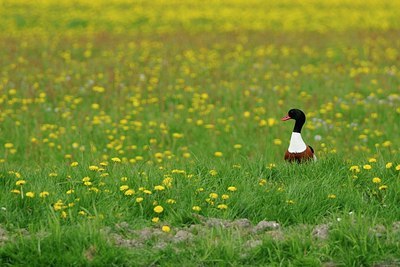 BUITEN BEELD Foto: 172951