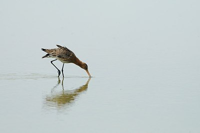 BUITEN BEELD Foto: 172952