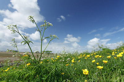 BUITEN BEELD Foto: 172960