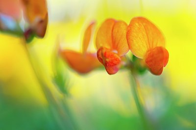 BUITEN BEELD Foto: 173050