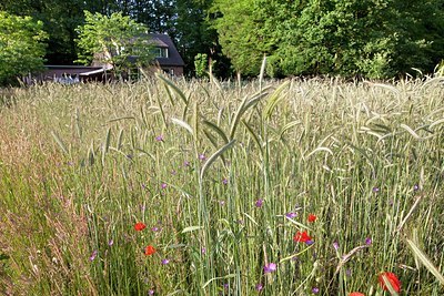 BUITEN BEELD Foto: 173076