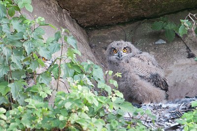 BUITEN BEELD Foto: 173083