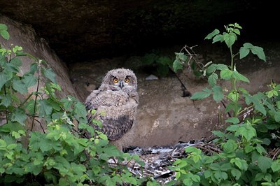 BUITEN BEELD Foto: 173085