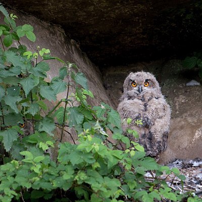 BUITEN BEELD Foto: 173086