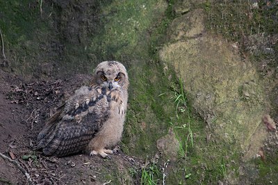 BUITEN BEELD Foto: 173103