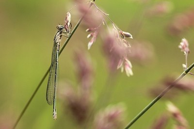 BUITEN BEELD Foto: 173146