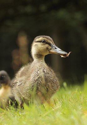 BUITEN BEELD Foto: 173149