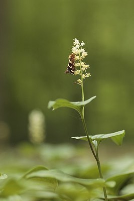 BUITEN BEELD Foto: 173157