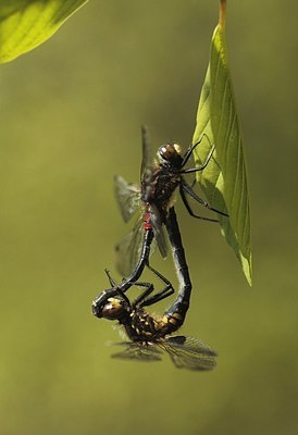 BUITEN BEELD Foto: 173161