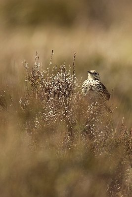 BUITEN BEELD Foto: 173187