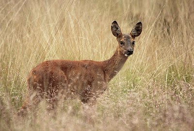 BUITEN BEELD Foto: 173188