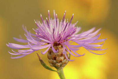 BUITEN BEELD Foto: 173197