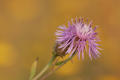 BUITEN BEELD Foto: 173198