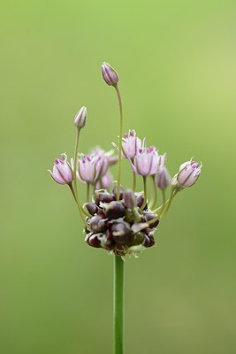 BUITEN BEELD Foto: 173293