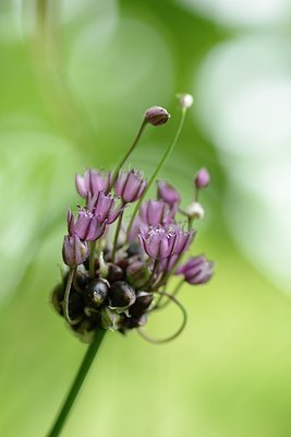 BUITEN BEELD Foto: 173294