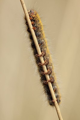 BUITEN BEELD Foto: 173310