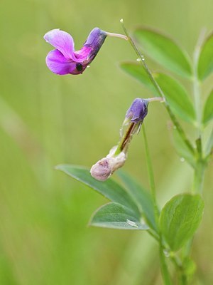 BUITEN BEELD Foto: 173333