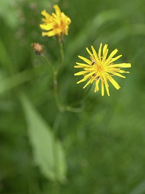 BUITEN BEELD Foto: 173334
