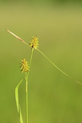 BUITEN BEELD Foto: 173359