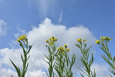 BUITEN BEELD Foto: 173375